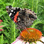 Red Admiral butterfly
