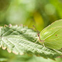 Common Brimstone, Listkowiec cytrynek