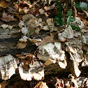 Turkey Tail