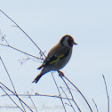 Goldfinch; Jilguero