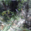 Gonocarpus
