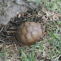 Three-toed Box Turtle