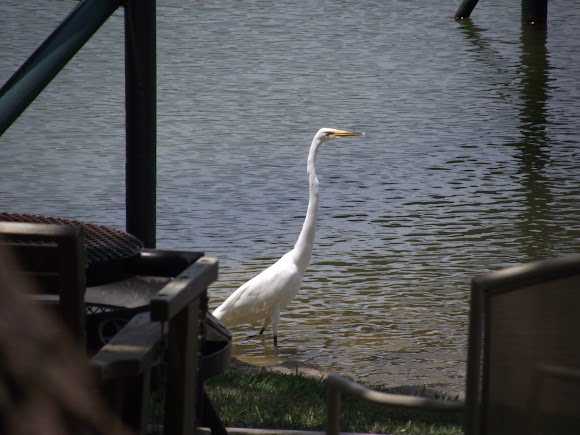 Spotting Image 1