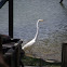 Great Egret