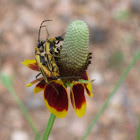 Mexican Hat