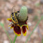 Mexican Hat