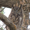 Great Horned Owl