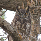 Great Horned Owl