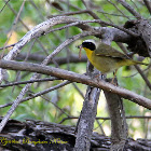 (Male) Common Yellowthroat