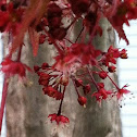 Bloodgood Japanese Maple