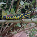 Painted grasshopper