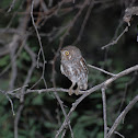 Elf Owl