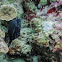 White Spotted Box Fish