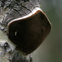 Phellinus igniarius