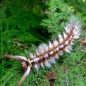 Lappet Moth Caterpillar