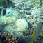 Moon wrasse