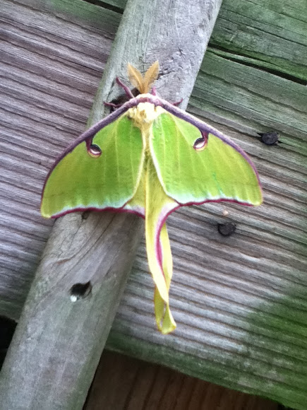Spotting Image 1