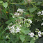 White snakeroot