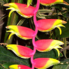 Hanging Lobster Claw
