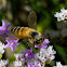 Honey Bee