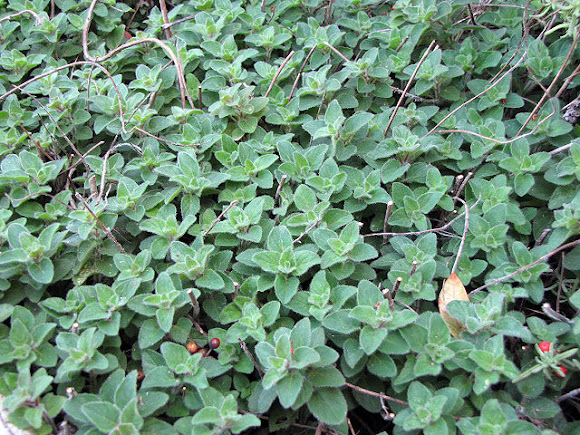 Spotting Image 1