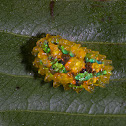 Jewel caterpillar of a dalcerid moth