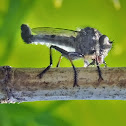 Robber Fly