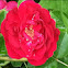 Pink rose