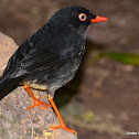 Slaty-Backed Nightingale-Thrush
