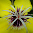 Flora of Palawan, Philippine's Last Ecological Frontier