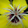 Flora of Palawan, Philippine's Last Ecological Frontier