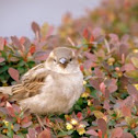 House Sparrow