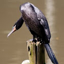 Bigua