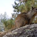 California Ground Squirrel