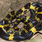 Laotian Wolf Snake