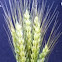 Wheat