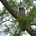 Great Potoo