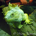 Green Iguana