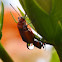 Cotton Stainer