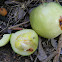 rainforest fruit tree