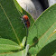 Milkweed Beetle
