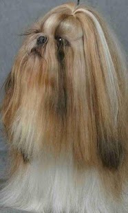 How to mod Shih Tzu Wallpapers lastet apk for pc
