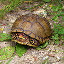 Three-toed Box Turtle