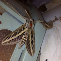 White-lined Sphinx Moth