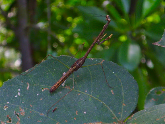 Spotting Image 1