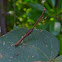Preying mantis