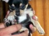 Vendo Hermoso Cachorro Chihuahua