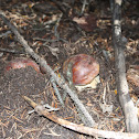 King Bolete