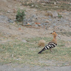 hoopoe