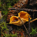 golden chanterelle